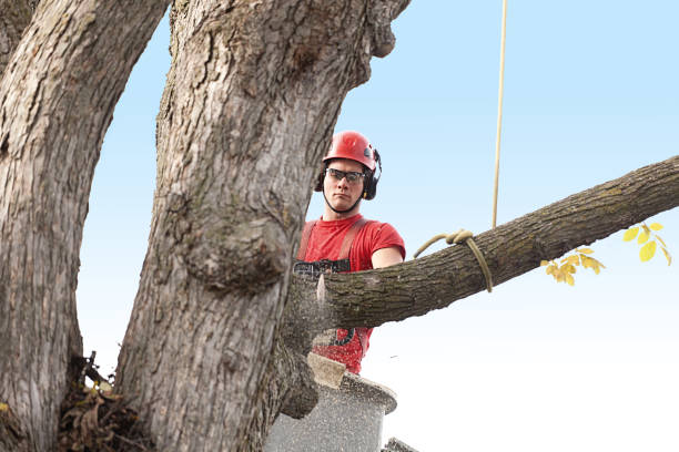 Best Palm Tree Trimming  in USA